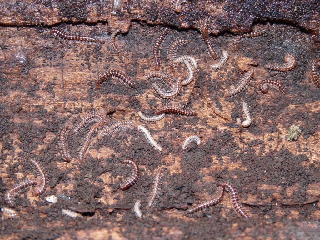 Oxidus gracilis